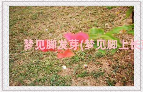 梦见脚发芽(梦见脚上长芽)